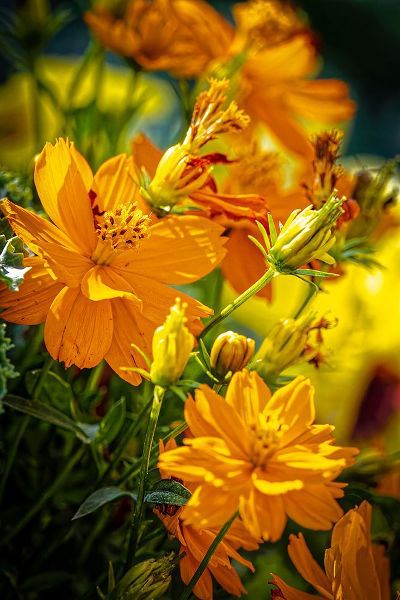 Jaynes Gallery 아티스트의 USA-Colorado-Fort Collins Yellow coreopsis flowers작품입니다.